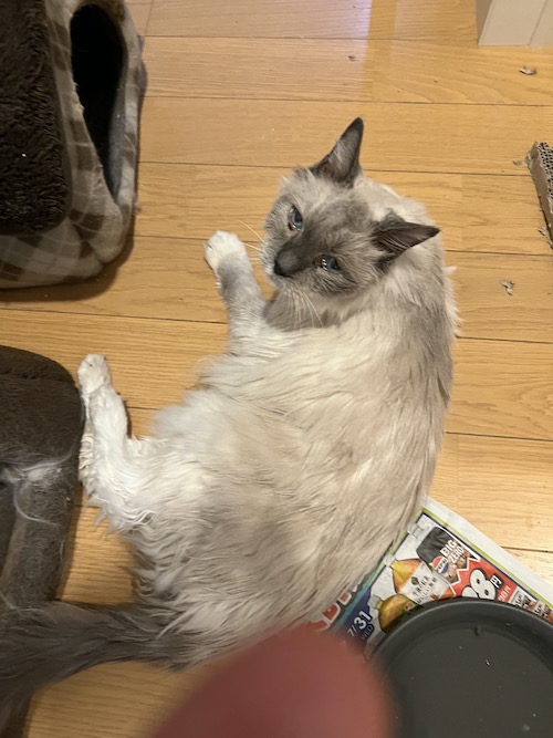 帰宅したものの元気のない有吉
